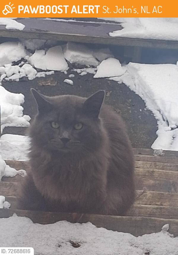 Found/Stray Unknown Cat last seen Flower hill, St. John's, NL A1C