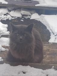 Found/Stray Unknown Cat last seen Flower hill, St. John's, NL A1C