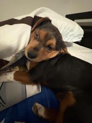 Lost Male Dog last seen Near Beliar Road, Baltimore, MD 21206