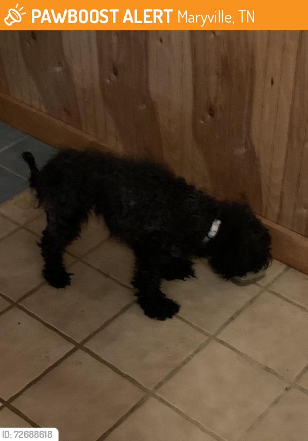 Found/Stray Female Dog last seen Ivy Log Lane, Maryville, TN 37804