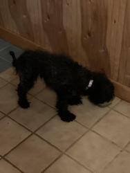 Found/Stray Female Dog last seen Ivy Log Lane, Maryville, TN 37804