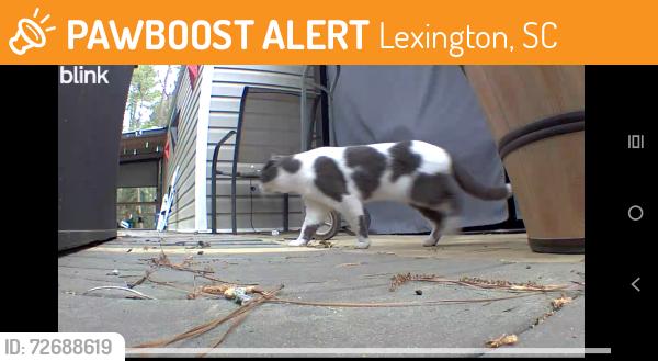 Found/Stray Unknown Cat last seen North lake and Jake's landing rd, Lexington, SC 29072