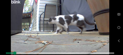 Found/Stray Unknown Cat last seen North lake and Jake's landing rd, Lexington, SC 29072