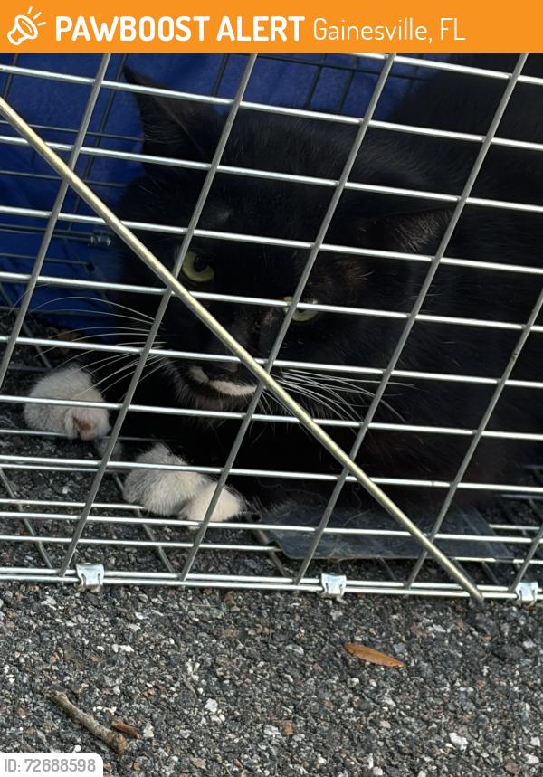 Found/Stray Unknown Cat last seen The Ridge, Gainesville, FL 32607