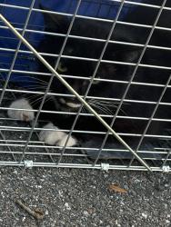 Found/Stray Unknown Cat last seen The Ridge, Gainesville, FL 32607