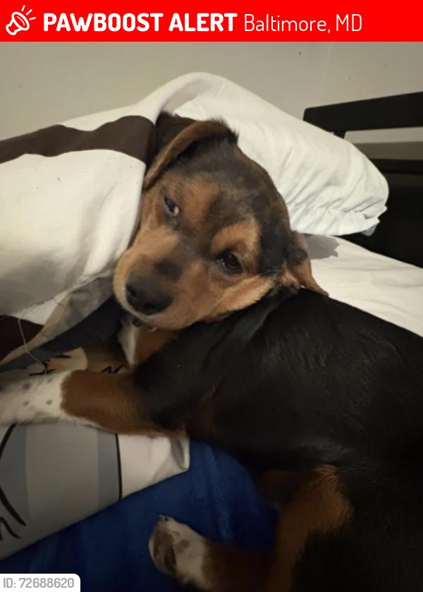 Lost Male Dog last seen near Belair rd / Hazelwood Ave, Baltimore, MD 21206