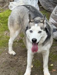 Found/Stray Male Dog last seen Near Battleground & Pisgah Church, Greensboro, NC 27408