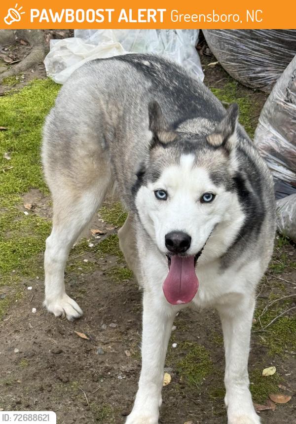 Found/Stray Male Dog last seen Near Battleground & Pisgah Church, Greensboro, NC 27408