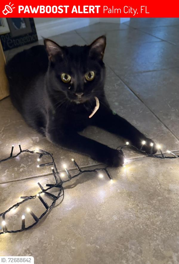 Lost Female Cat last seen Sunset trail and Mapp road, Palm City, FL 34990