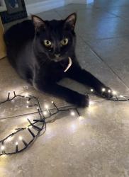 Lost Female Cat last seen Sunset trail and Mapp road, Palm City, FL 34990