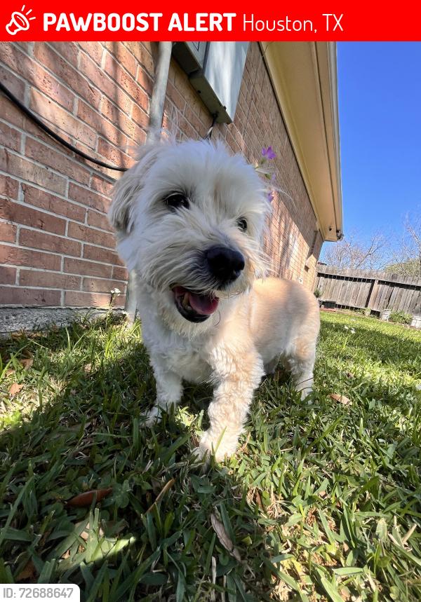 Lost Male Dog last seen Stroud, Houston, TX 77072