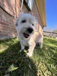 Lost Male Dog last seen Stroud, Houston, TX 77072