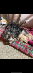 Lost Female Dog last seen SPCA/ PARK/ STEWART ELEMENTARY , Hamilton County, OH 45249