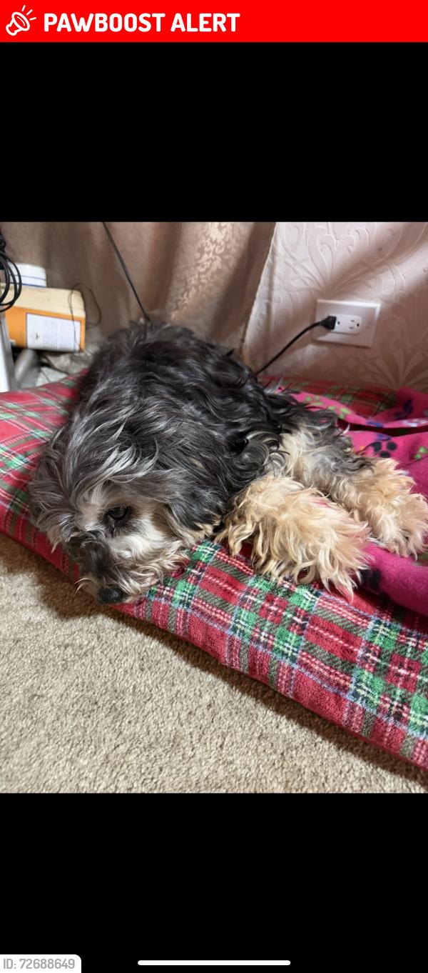 Lost Female Dog last seen SPCA/ PARK/ STEWART ELEMENTARY , Hamilton County, OH 45249