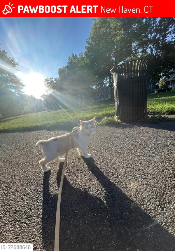 Lost Male Cat last seen Blatchley ave New Haven Connecticut , New Haven, CT 06513