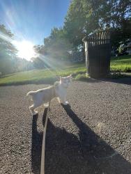 Lost Male Cat last seen Blatchley ave New Haven Connecticut , New Haven, CT 06513