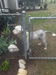 Found/Stray Male Dog last seen Riddle and harness, Simpsonville, SC 29681