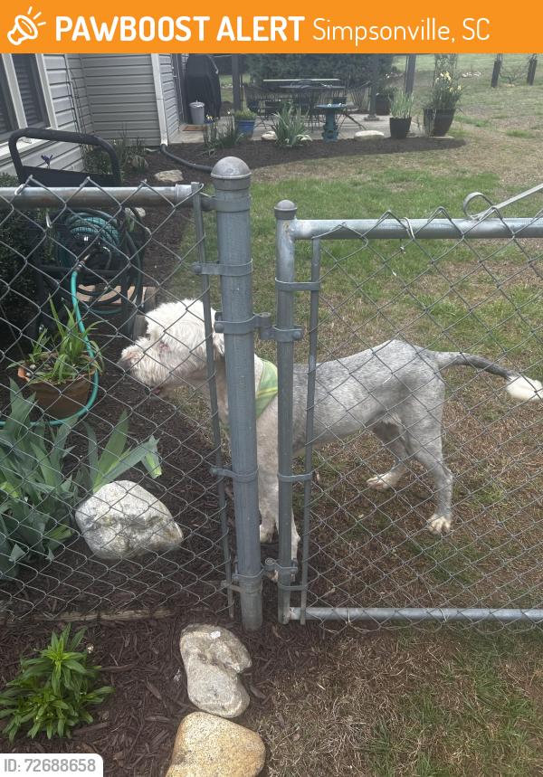 Found/Stray Male Dog last seen Riddle and harness, Simpsonville, SC 29681