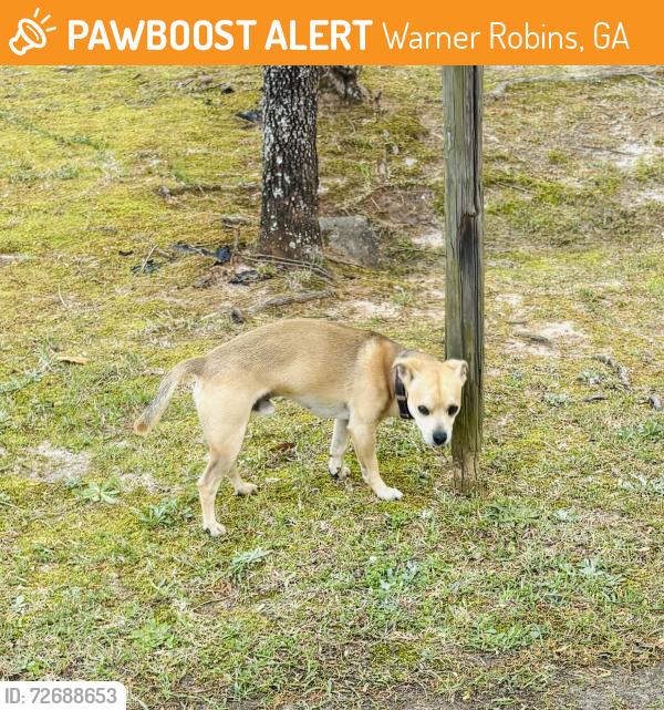 Found/Stray Male Dog last seen Elaine Drive, Warner Robins, GA 31088