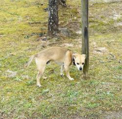 Found/Stray Male Dog last seen Elaine Drive, Warner Robins, GA 31088