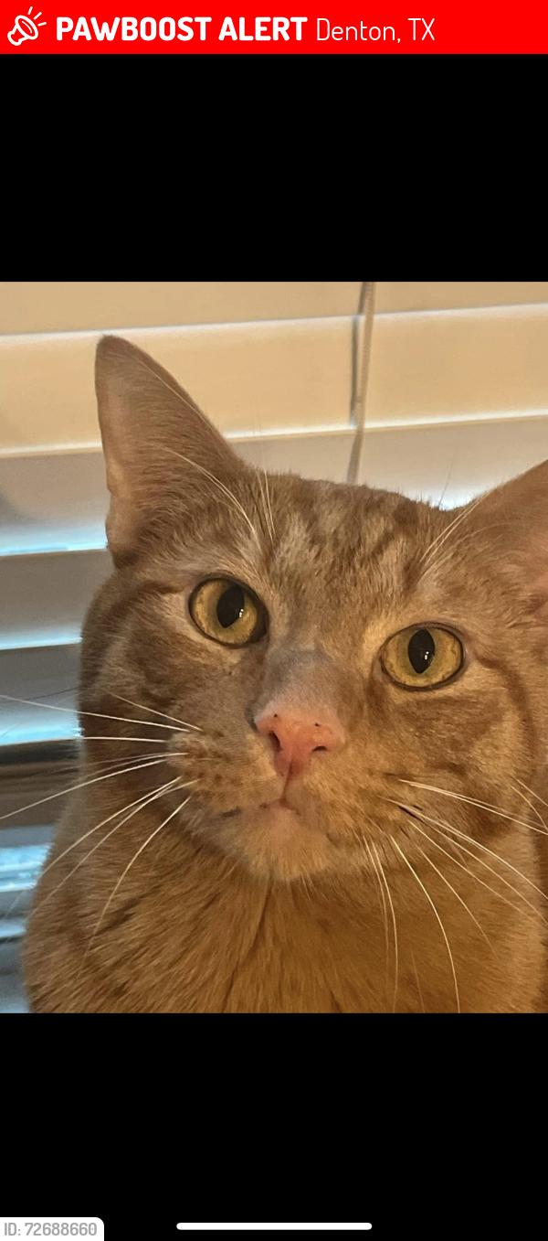 Lost Male Cat last seen Yorkshire & Ascot, Denton, TX 76207