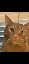 Lost Male Cat last seen Yorkshire & Ascot, Denton, TX 76207