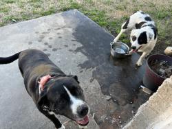 Found/Stray Unknown Dog last seen S western and Teka Cir, Oklahoma City, OK 73139