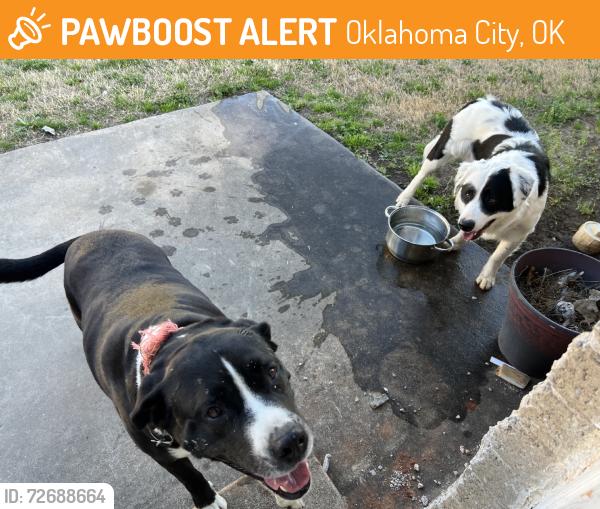 Found/Stray Unknown Dog last seen S western and Teka Cir, Oklahoma City, OK 73139