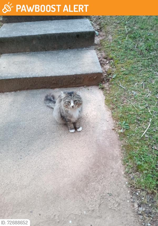 Found/Stray Unknown Cat last seen Jenny Lynn Drive, Gwinnett County, GA 30093