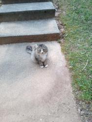 Found/Stray Unknown Cat last seen Jenny Lynn Drive, Gwinnett County, GA 30093
