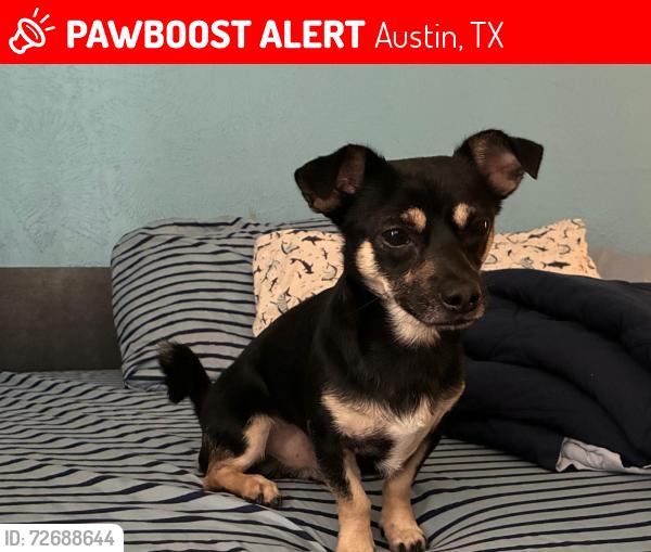 Lost Male Dog last seen Riversada y oltort, Austin, TX 78741