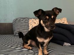 Lost Male Dog last seen Riversada y oltort, Austin, TX 78741