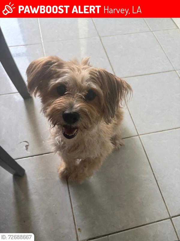 Lost Female Dog last seen UTE DR, Harvey, Harvey, LA 70058