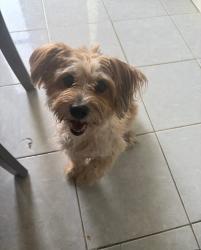 Lost Female Dog last seen UTE DR, Harvey, Harvey, LA 70058