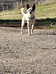Found/Stray Male Dog last seen HIAWASSEE and SE 89TH STREET, Oklahoma City, OK 73160