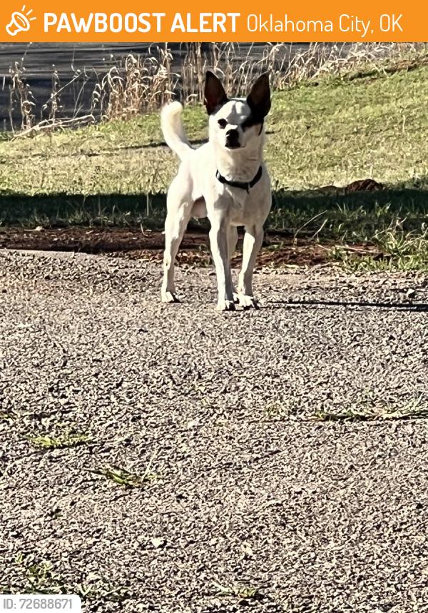 Found/Stray Male Dog last seen HIAWASSEE and SE 89TH STREET, Oklahoma City, OK 73160
