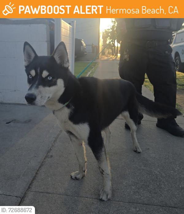 Found/Stray Female Dog last seen Trader Joe’s and Five Below, Hermosa Beach, CA 90254