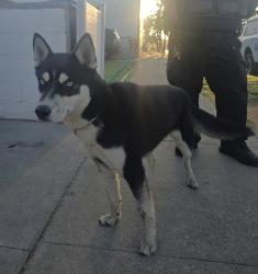 Found/Stray Female Dog last seen Trader Joe’s and Five Below, Hermosa Beach, CA 90254