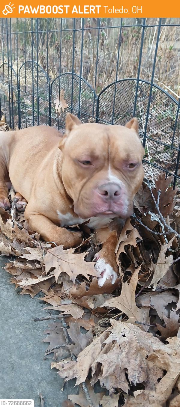 Found/Stray Male Dog last seen OWE near Toledo Glass Pavilion, Toledo, OH 43620