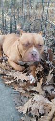 Found/Stray Male Dog last seen OWE near Toledo Glass Pavilion, Toledo, OH 43620