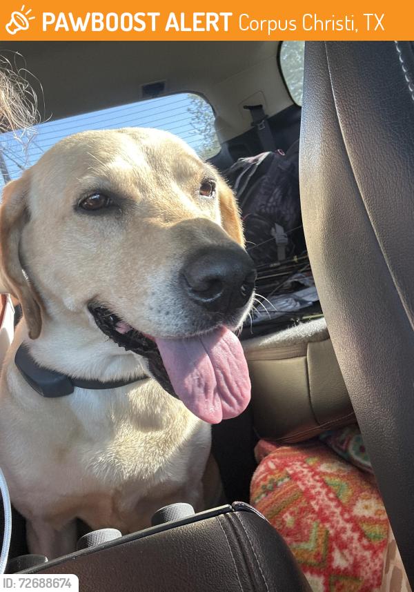 Found/Stray Female Dog last seen Herring st, Corpus Christi, TX 78401