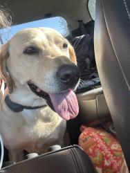Found/Stray Female Dog last seen Herring st, Corpus Christi, TX 78401
