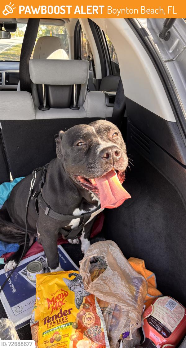 Found/Stray Female Dog last seen Hypoluxo road and Lawrence road, Boynton Beach, FL 33436