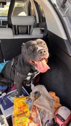 Found/Stray Female Dog last seen Hypoluxo road and Lawrence road, Boynton Beach, FL 33436
