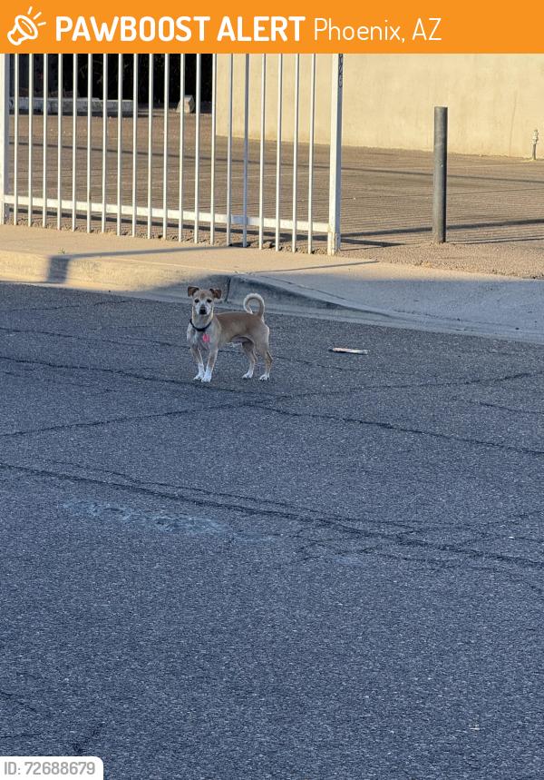 Found/Stray Unknown Dog last seen N 34th pl & E Earl Dr, Phoenix, AZ 85018