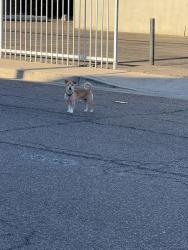 Found/Stray Unknown Dog last seen N 34th pl & E Earl Dr, Phoenix, AZ 85018