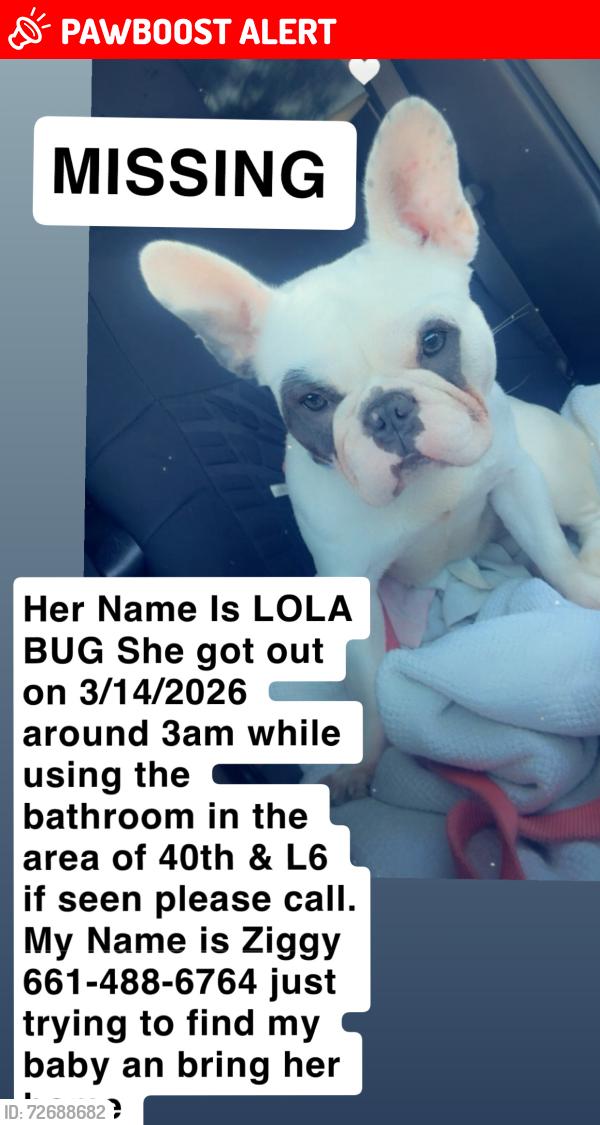 Lost Female Dog last seen 40th street west avenue L-6, Los Angeles County, CA 93536