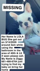 Lost Female Dog last seen 40th street west avenue L-6, Los Angeles County, CA 93536