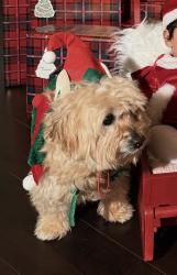 Lost Male Dog last seen Heritage Park , Chula Vista, CA 91913