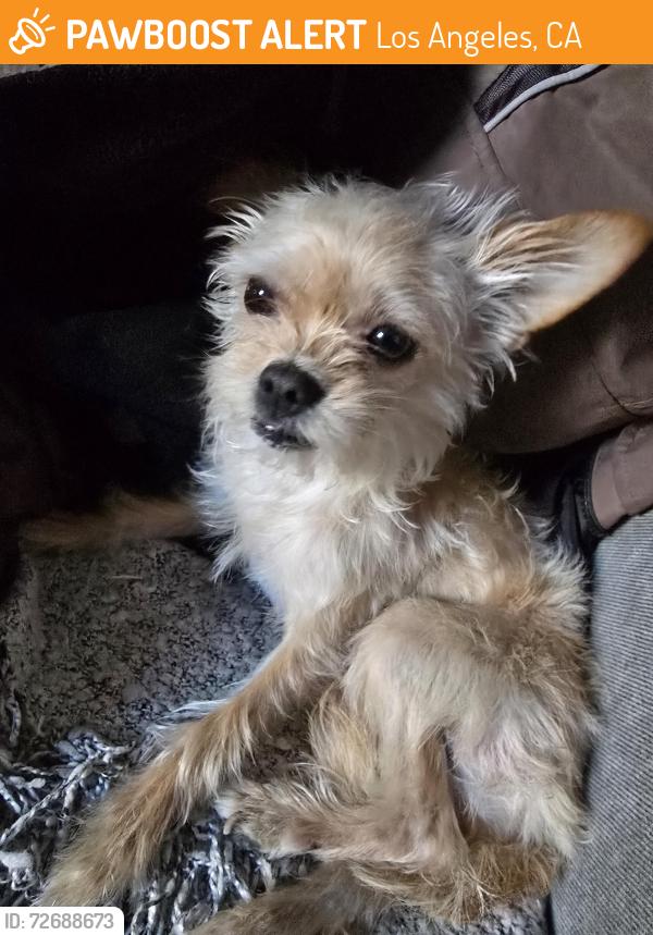 Found/Stray Unknown Dog last seen 84pl and Standford Ave, Los Angeles, CA 90001